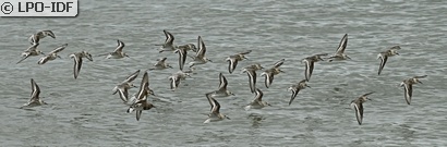 Bécasseau sanderling