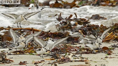 Bécasseau sanderling