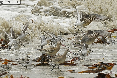 Bécasseau sanderling