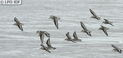 Bécasseau sanderling