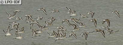 Bécasseau sanderling