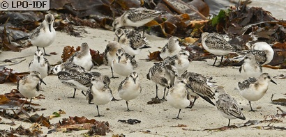 Bécasseau sanderling