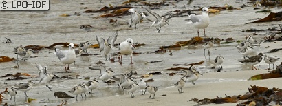 Bécasseau sanderling