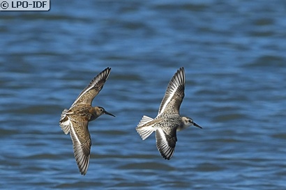 Bécasseau variable