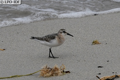 Bécasseau sanderling