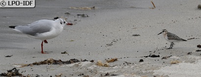 Bécasseau sanderling