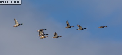 Canard colvert