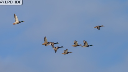 Canard colvert