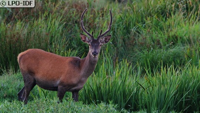 Cerf élaphe