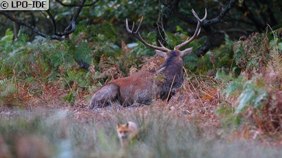 Cerf élaphe