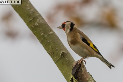 Chardonneret élégant