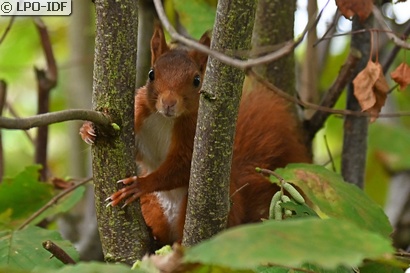 Ecureuil roux