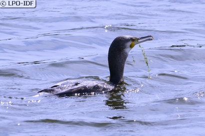 Grand Cormoran