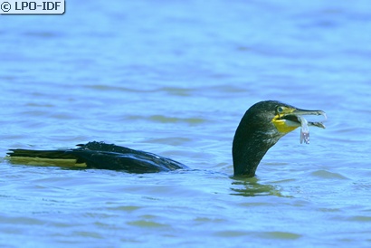 Grand Cormoran