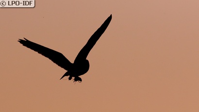 Hibou moyen-duc