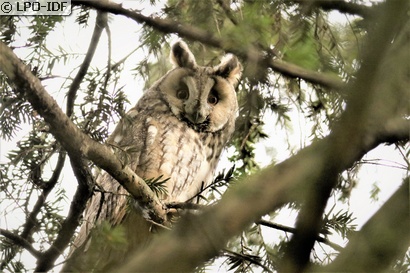Hibou moyen-duc