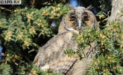 Hibou moyen-duc