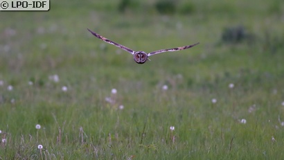 Hibou moyen-duc