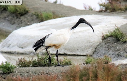 Ibis sacré