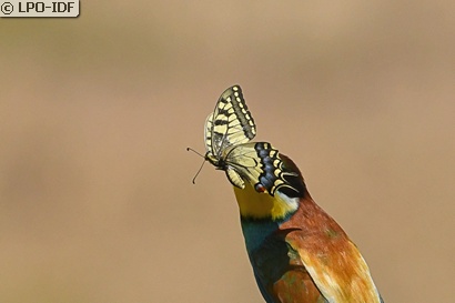Machaon