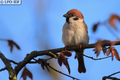 Moineau friquet