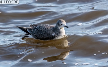 Mouette de Sabine