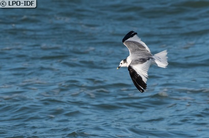 Mouette de Sabine