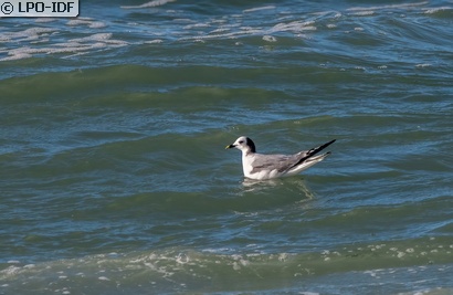Mouette de Sabine