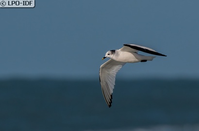 Mouette de Sabine