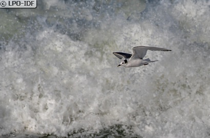 Mouette de Sabine