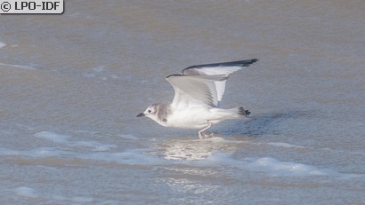 Mouette de Sabine