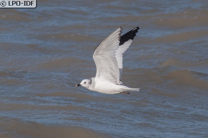 Mouette de Sabine