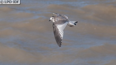 Mouette de Sabine