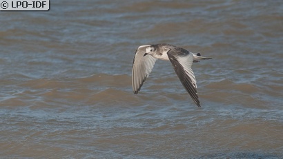 Mouette de Sabine