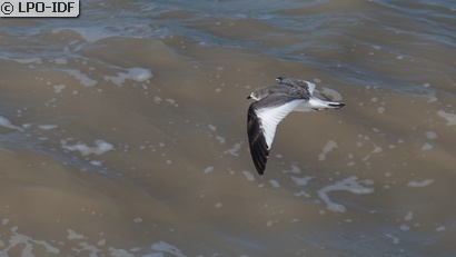 Mouette de Sabine