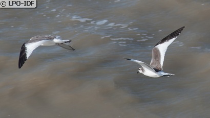 Mouette de Sabine