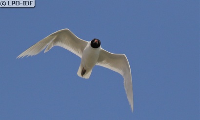 Mouette mélanocéphale