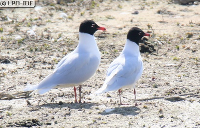 Mouette mélanocéphale