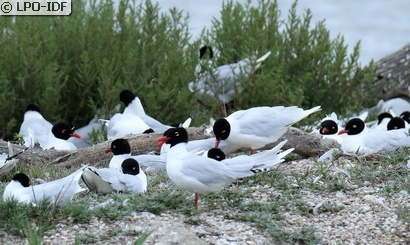 Mouette mélanocéphale