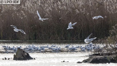 Mouette rieuse