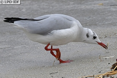 Mouette rieuse