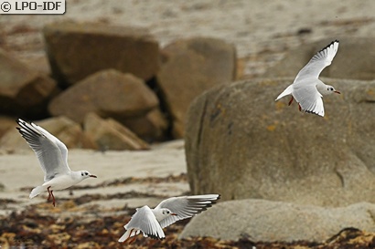 Mouette rieuse