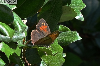 Myrtil
