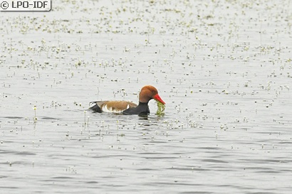 Nette rousse