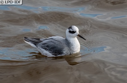 Phalarope à bec large
