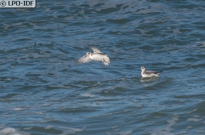 Phalarope à bec large