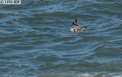 Phalarope à bec large