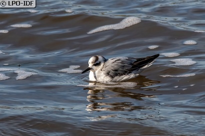 Phalarope à bec large