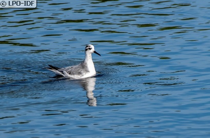 Phalarope à bec large