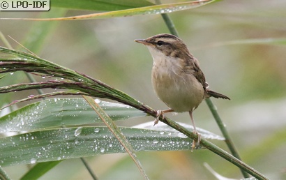 Phragmite des joncs